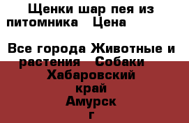 Щенки шар-пея из питомника › Цена ­ 15 000 - Все города Животные и растения » Собаки   . Хабаровский край,Амурск г.